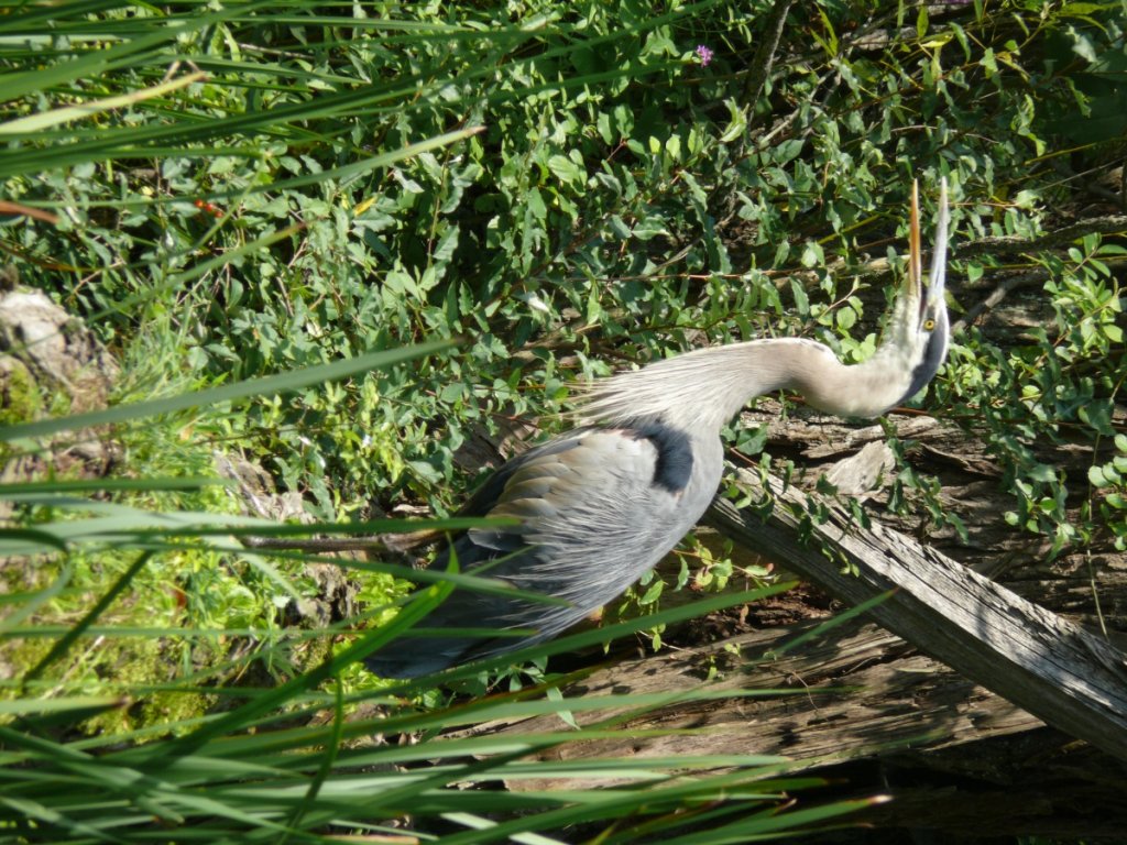 Great Blue Heron
