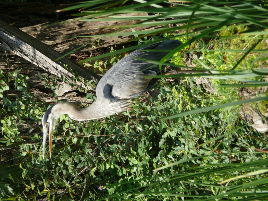 Great Blue Heron