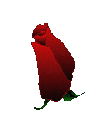 A rose unfolding... - Give it to someone!!! 
Perhaps you know of someone that needs one!
This gif is the perfect attachment to any
caring e-mail or posting!