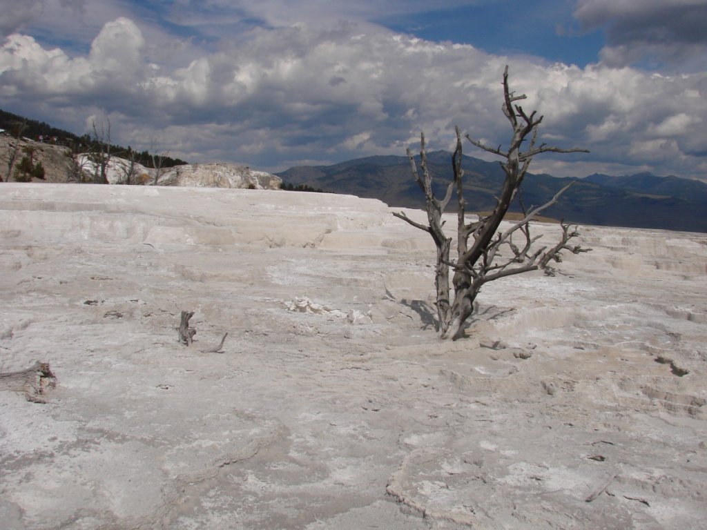 Yellowstone C 