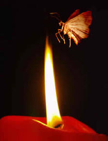 moth.flame