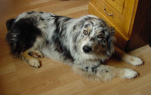 Pepper the Aussie Devil Dog