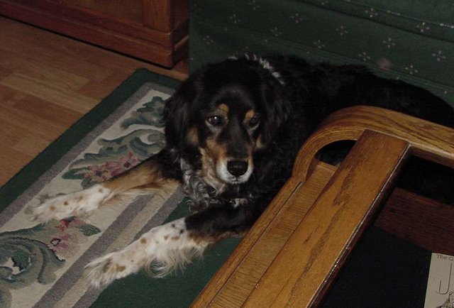 Macha, my really old Berner