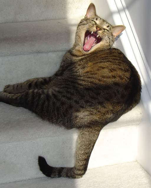 Milo