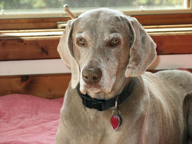 Stella at 14