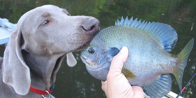 Dog or fish