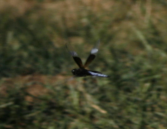 Dragonfly 1