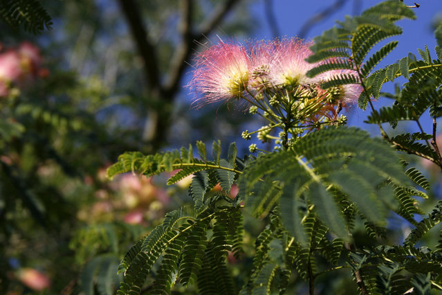 Mimosa blossom 1