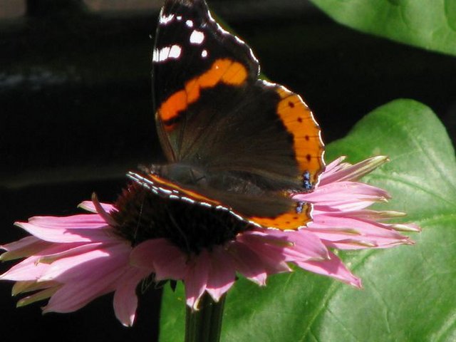 btrfly2