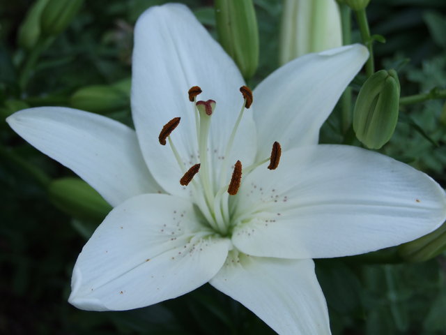Flower Power