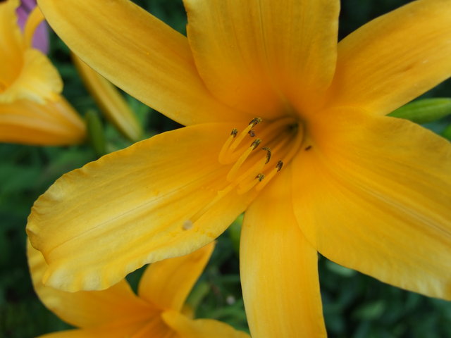 Flower Power2
