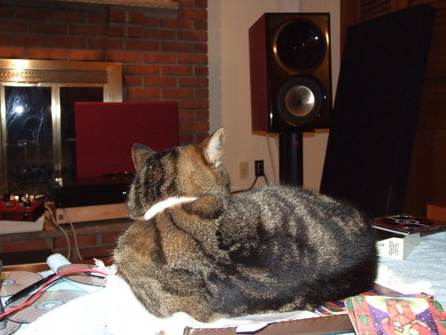 Cat in the sweet spot