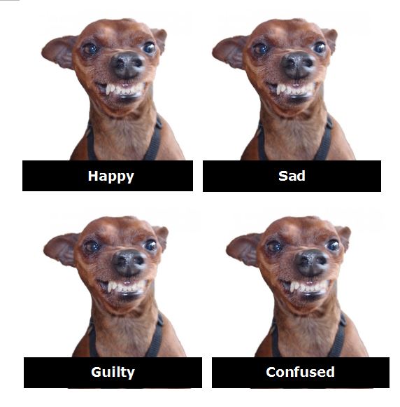 Dog Emotions