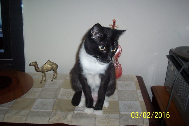 kittie watching me