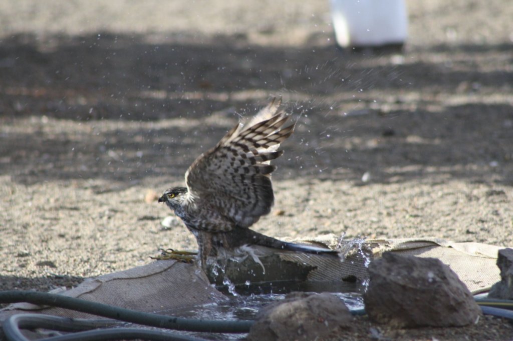 falcon 4