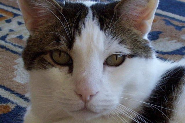 AstuteCat
