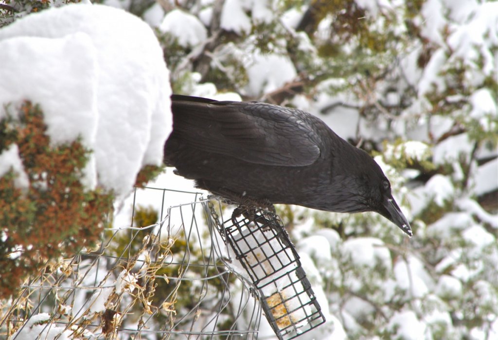 raven2