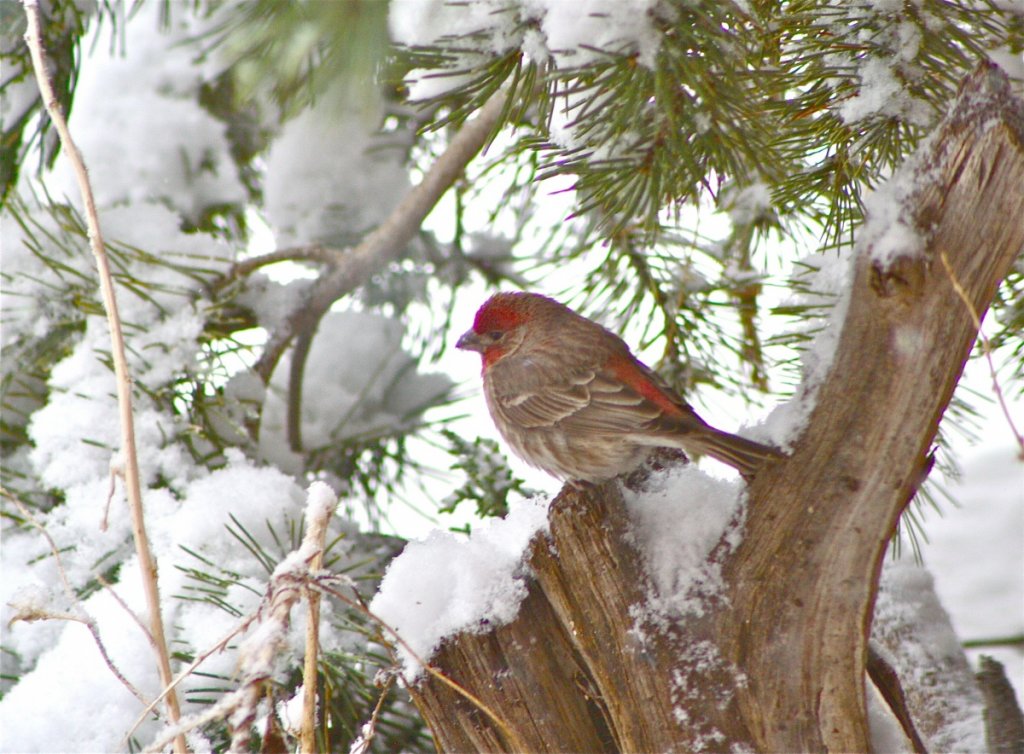 bird