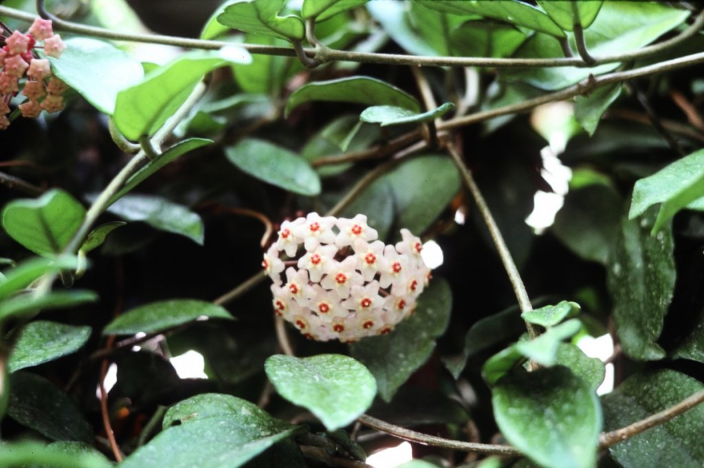 Hoya flower