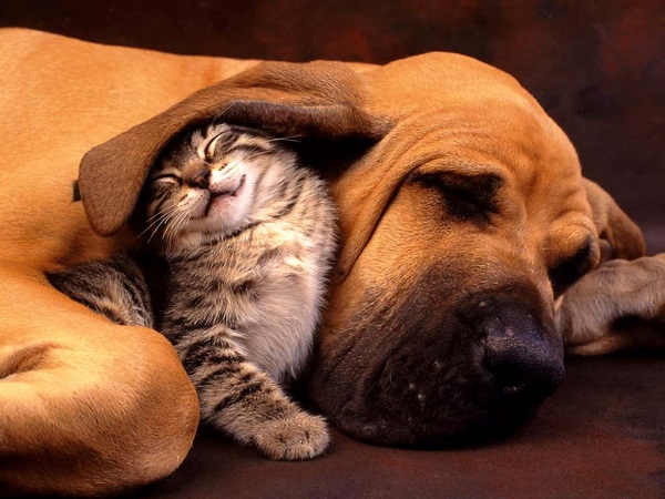 Dog & Cat Protective Umbrella