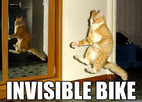 Funny-Cat-Pictures-animal-humor-935568 599 431