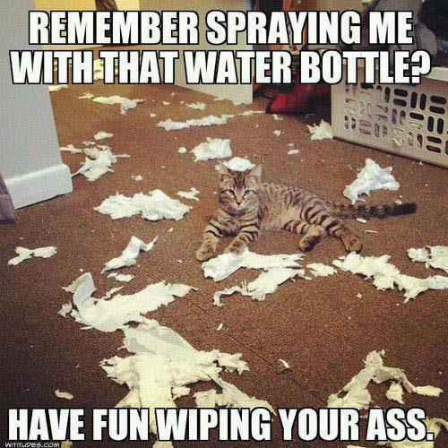 cat humor 59