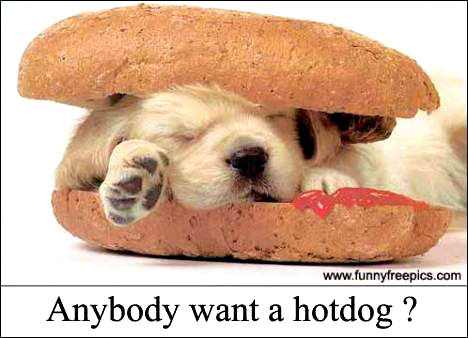 hotdog