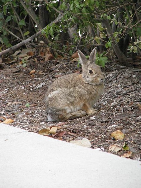 Wocky Mountain Bunny Wabbit - Wocky Mountain Bunny Wabbit