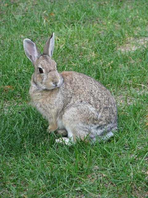 Wocky Mountain Bunny Wabbit - Wocky Mountain Bunny Wabbit