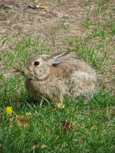 Wocky Mountain Bunny Wabbit - Wocky Mountain Bunny Wabbit
