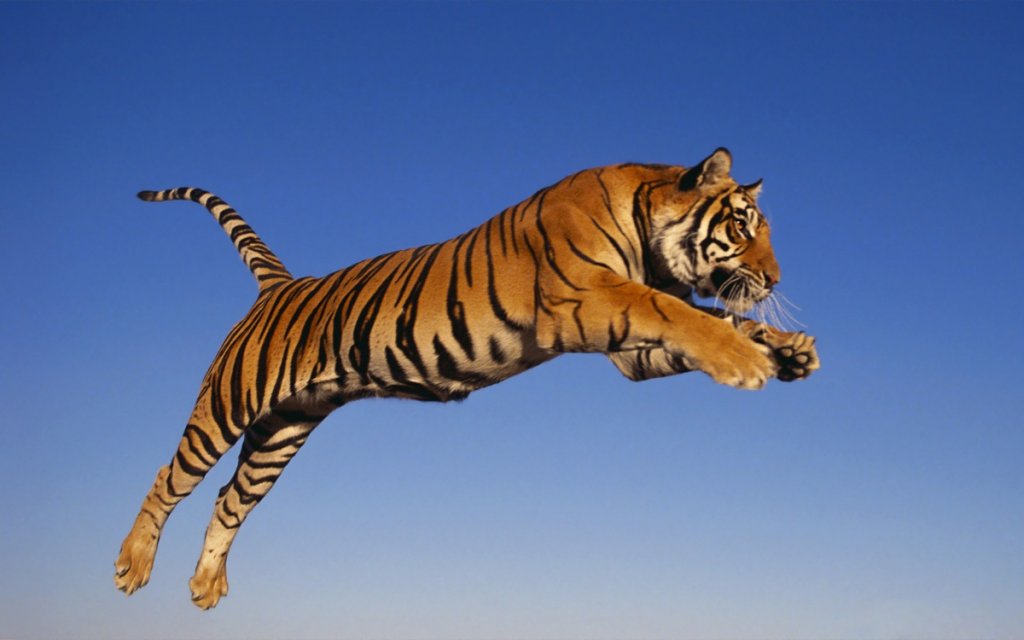 animal-tiger-002