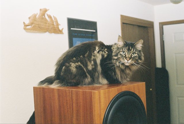 Teton GS HT with Maine Coon active mass dampening option - Willie my Main Coon cat,and expensive cat bed evaluator
