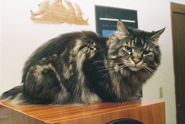 My Main Coon cat Willie - Willie doing what he does best,lurking while preparing to pounce