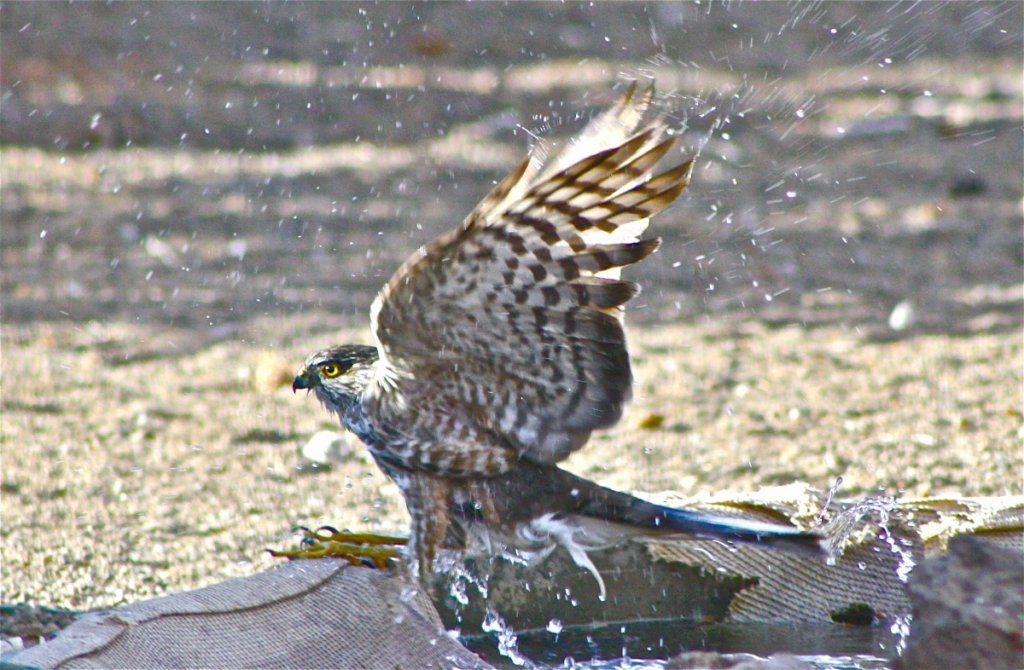 hawk 4