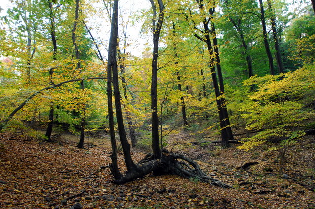 Fallen tree go crazy?