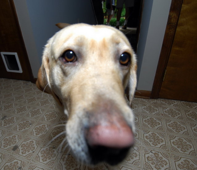 The face