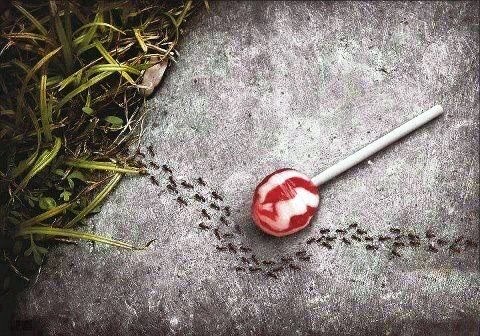 gmo ants
