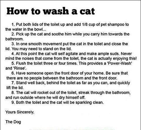 Advice on cat care!!!!!
