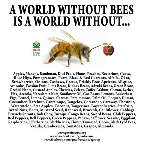 bees