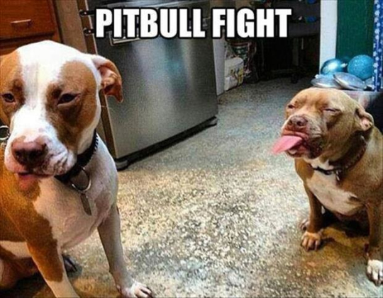 funny-dog-pitbull-fight
