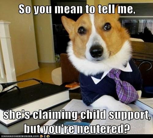 funny-photo-caption-corgi-as-a-lawyer