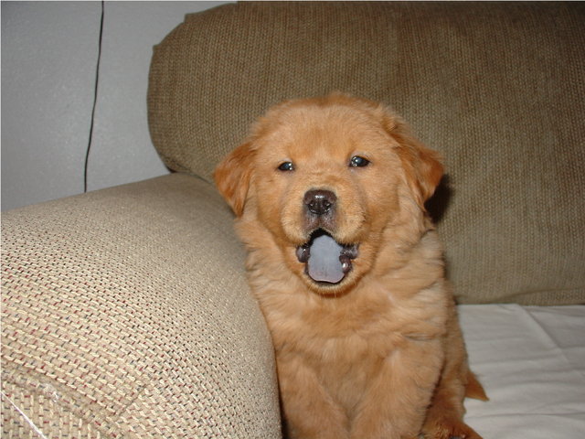 gracey3
