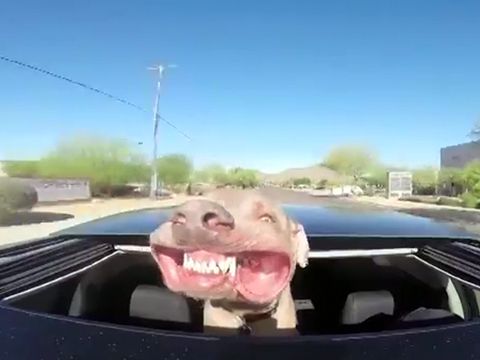 Sunroof-Is-the-Best-Thing-That-Ever-Happened-to-This-Dog-.-25-Best-Funny-animal-Quotes-and-Funny-Memes