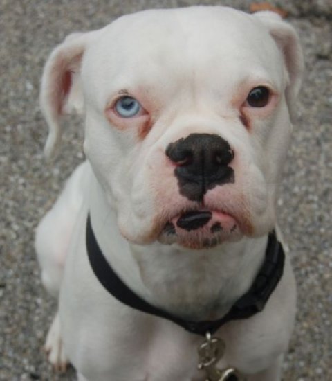 molly dog