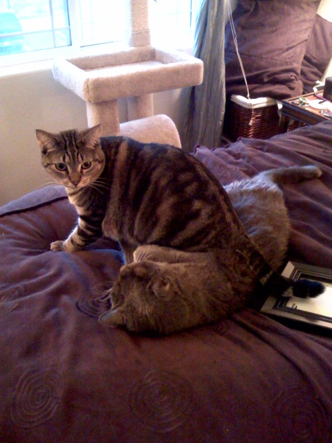 chai and hunter