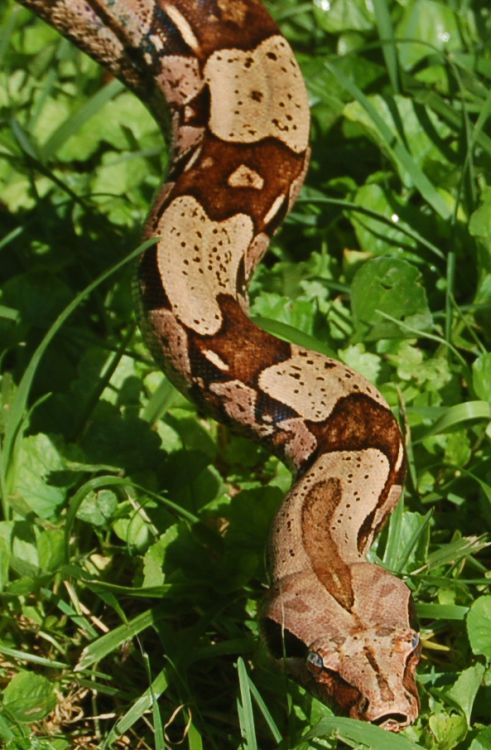 boa6