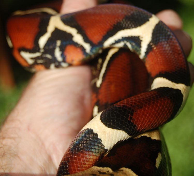 boa3
