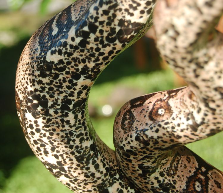 boa5