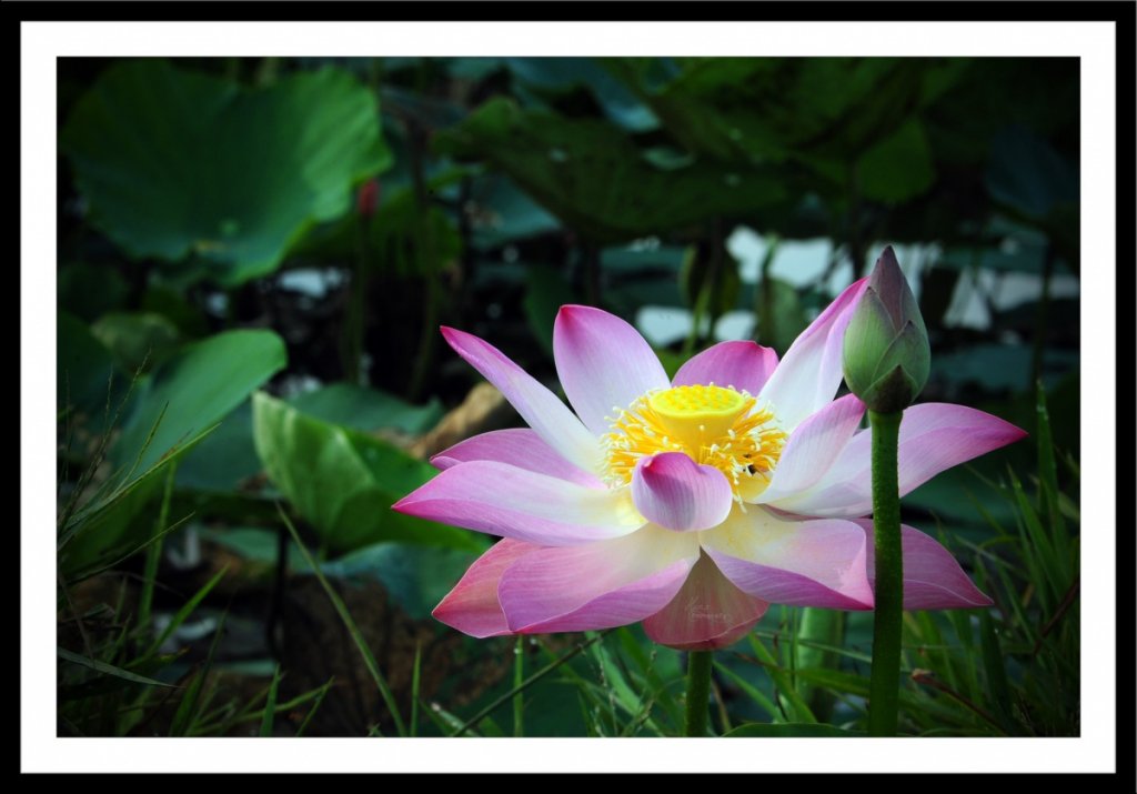 Lotus