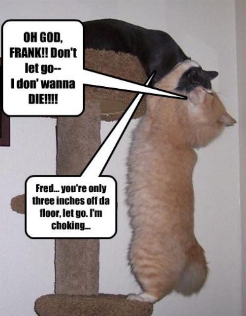 funny-animals-funny-jokes-18910953-500-641